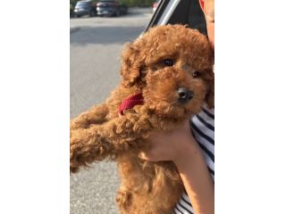 Splendido cucciolo Barboncino Toy Red