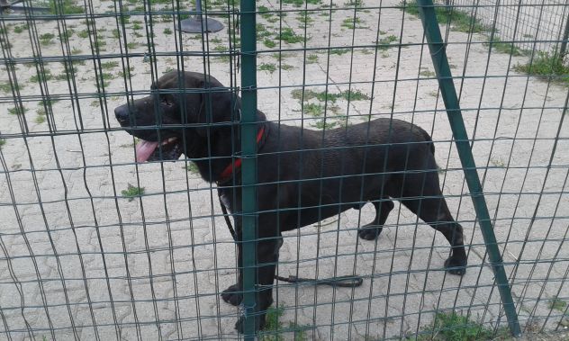 BRUNO, splendido mix labrador - Foto 2