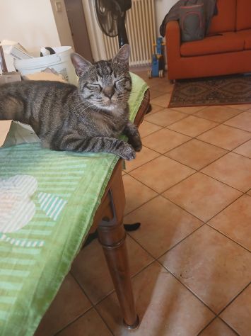 GATTI ADULTI E GATTINI PICCOLI