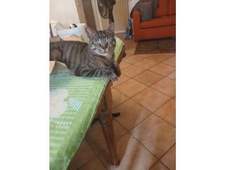 GATTI ADULTI E GATTINI PICCOLI