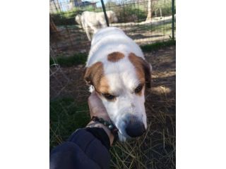 Ciambella