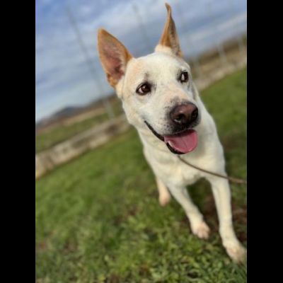 WHITE una vita buttata, simil pastore svizzero cane in adozione tg media - Foto 7