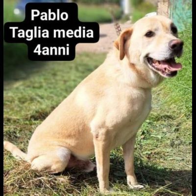 Cagnolini in adozione: RINGO ROMOLA BELLA FREDDY PABLO MONDO