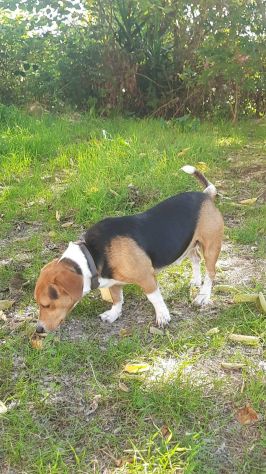 Bruno mix beagle e bassotto - Foto 4