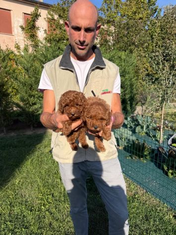 Cucciole di Barboncino Toy Red Asia - Foto 4