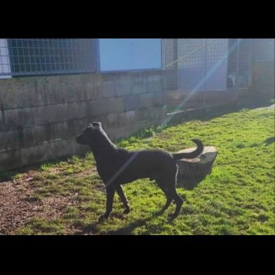 Aaron, amorevole e vitale, aspetta la sua occasione di libertà cane in adozione - Foto 6