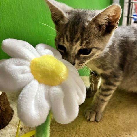 Perla, dolce gattina cerca casa - Foto 2