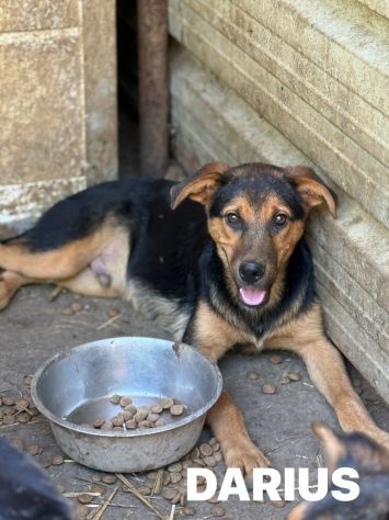 DARIUS, cucciolo mix PASTORINO dall'anima gentile. - Foto 7