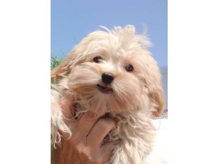 Cuccioli Maltipoo