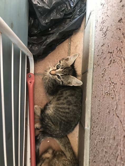 SPLENDIDI GATTINI MASCHI DI DUE MESI E MEZZO - Foto 5