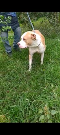 Pitbull puro 3anni finito in canile..piange tutto il giorno! SUD - Foto 4