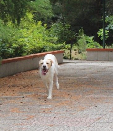 Toby cane un po’ timoroso, adozione responsabile - Foto 2