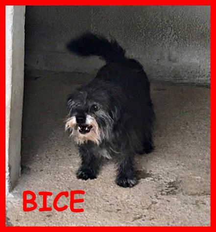 CAGNOLINI ARRABBIATI SOLI IN CANILE CERCANO CASA - Foto 2