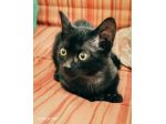 Kata, tenera gattina sfortunata cerca casa