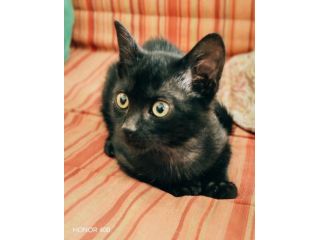 Kata, tenera gattina sfortunata cerca casa