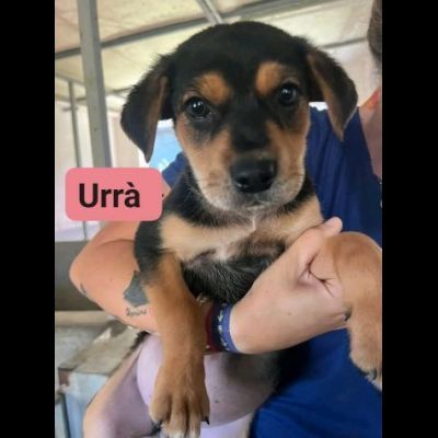 HURRA' E MONIA INVISIBILI FRA GLI INVISIBILI CAGNOLINE IN ADOZIONE - Foto 4