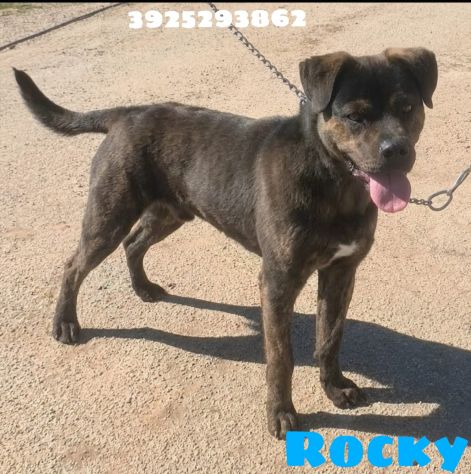 ROCKY giovane Rottweiler cerca urgentemente casa.. apri il suo box salvalo! - Foto 8