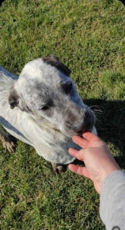 JAGO GIOCHERELLONE ED ALLEGRO CANE IN ADOZIONE - Foto 3
