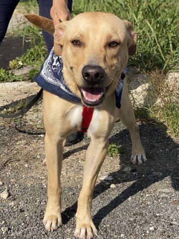 Tuono, cucciolo di 2 anni in adozione - Foto 8