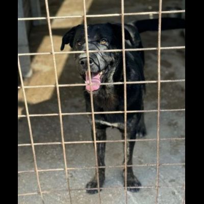 TRONKY UN GIOIOSO COCCOLONE: CANE IN ADOZIONE 1 ANNO - Foto 6