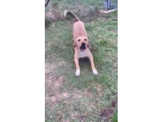 NIETZSCHE CUCCIOLO IN ADOZIONE Taglia medio contenuta 10 mesi