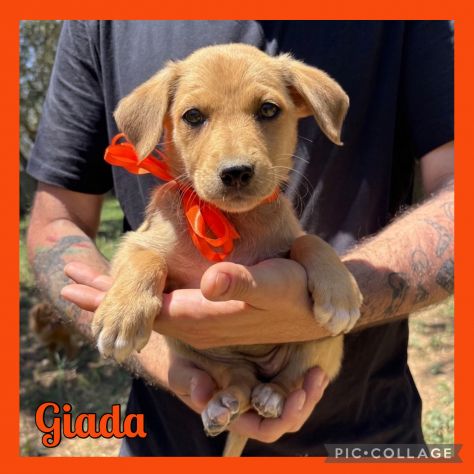 Regalo cuccioli taglia medio piccola - Foto 4