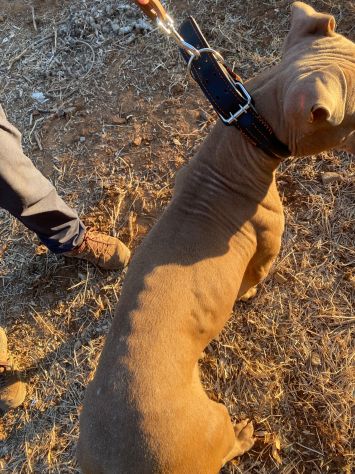 Pitbull Red Nose 2/3anni SALVATA CON 3CUCCIOLE 3MESI.COSENZA - Foto 8