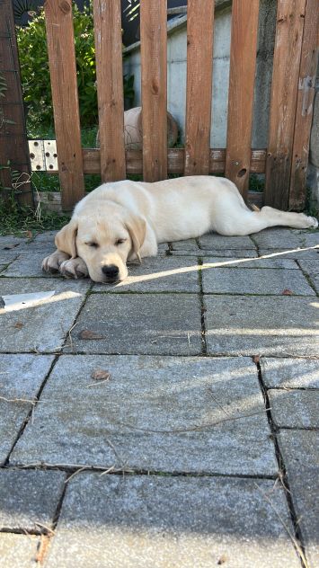 Cani - Foto 4