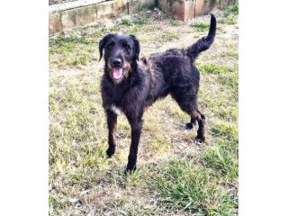 Jerry dolcissimo spinone in adozione