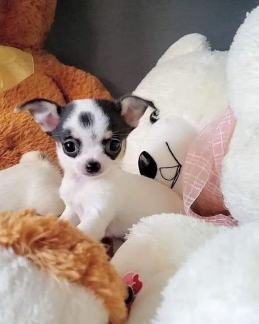 Chihuahua taglia toy - da euro 50 al mese