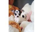 Chihuahua taglia toy - da euro 50 al mese