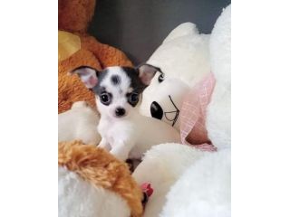 Chihuahua taglia toy - da euro 50 al mese