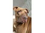 BLITZ, 7 ANNI, UN BAMBINO IN ARRIVO E COME SEMPRE IL CANE IN CANILE!
