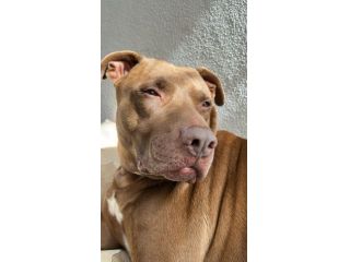 BLITZ, 7 ANNI, UN BAMBINO IN ARRIVO E COME SEMPRE IL CANE IN CANILE!