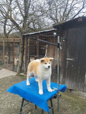 Cucciola di Akita Inu femmina con pedigree ENCI - Foto 6
