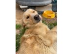 Mix Golden 3anni femmina sottopeso A CATENA DA 1ANNO! LAZIO