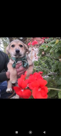 Regalo meravigliosi cuccioli incrocio labrador 2mesi - Foto 2