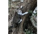 Gnocco gattino