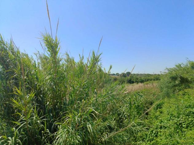 Seminativo in vendita a Cerveteri - Foto 6