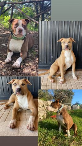 Cuccioli pitbull - Foto 2