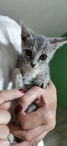 Perla, dolce gattina cerca casa - Foto 6