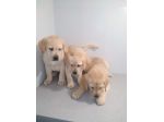 LABRADOR RETRIEVER CUCCIOLI