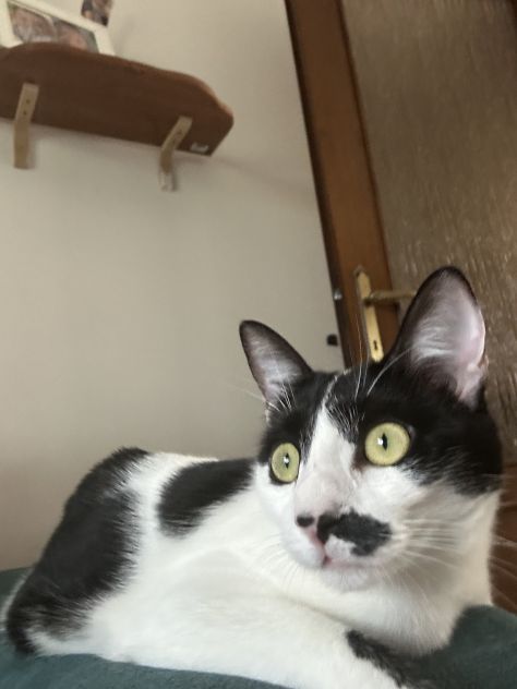Gatto Europeo - Foto 2