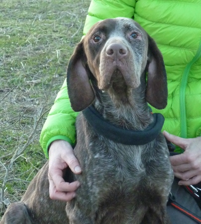 ZAGOR, dolcissimo bracco tedesco - Foto 2