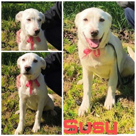 Cagnolini in adozione futura tg. medio contenuta cercano una famiglia per sempre - Foto 9