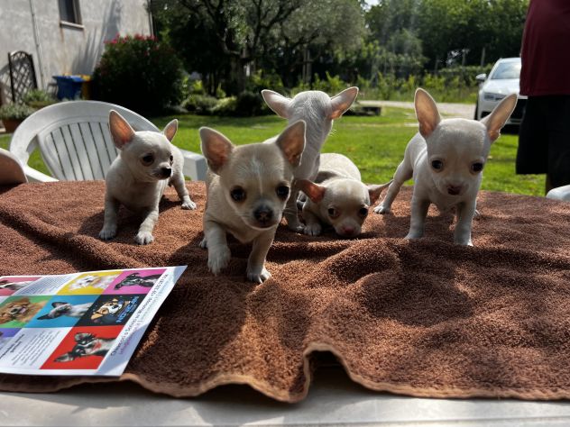 Cuccioli di Chihuahua Toy - Foto 8