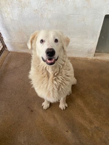 OMAR ADORABILE CANE IN ADOZIONE - Foto 4