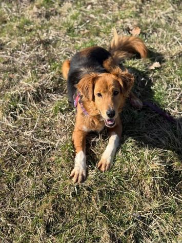 MINDY, dolcissima e super affettuosa! - Foto 7
