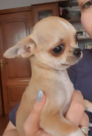 Chihuahua toy pedigree - Foto 4