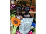 Maschietti Pinscher Toy 2 kg da adulti